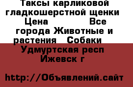 Таксы карликовой гладкошерстной щенки › Цена ­ 20 000 - Все города Животные и растения » Собаки   . Удмуртская респ.,Ижевск г.